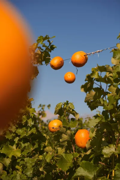 oranges
