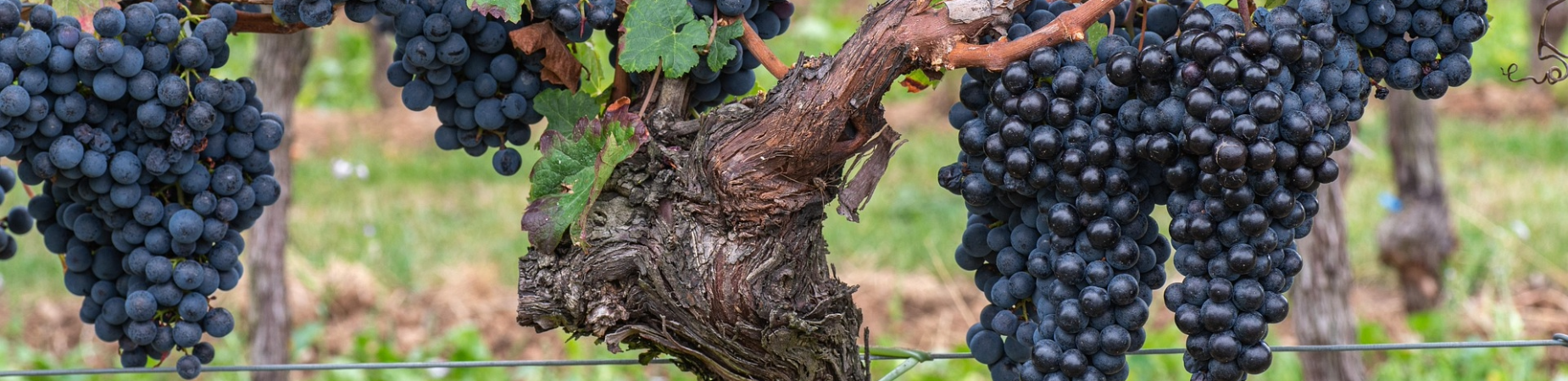 Herbst bei Scheurichweine