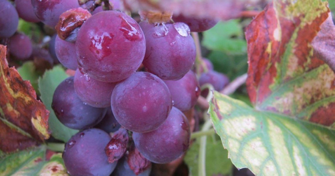 Qualität von Weinjahrgang 2016 ausgewählte Weine elegante Flasche aus Deutschland