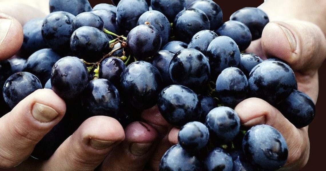 Ripasso Wein
